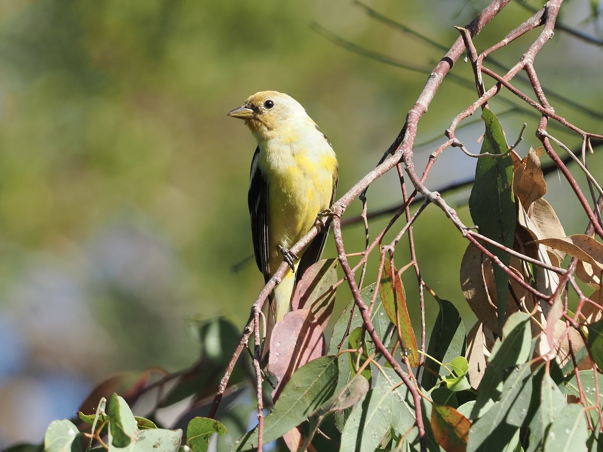 Western Tanager - ML476668251