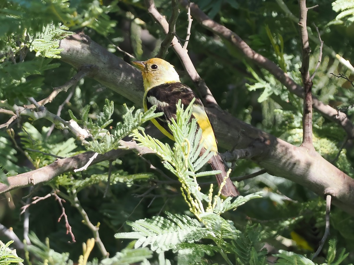 Western Tanager - ML476668481