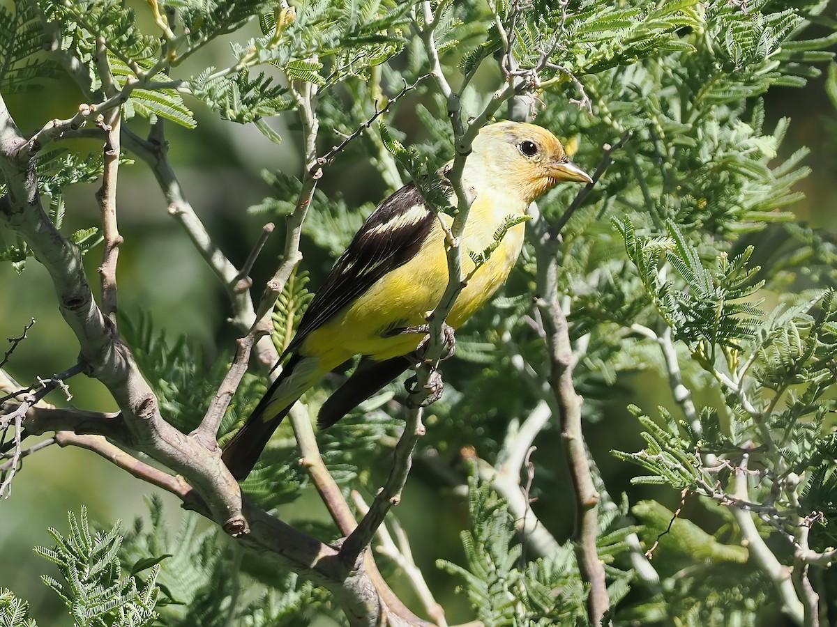 Western Tanager - ML476668721