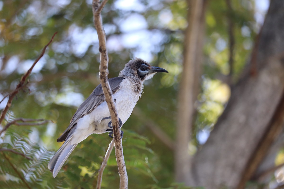 Little Friarbird - ML476668811