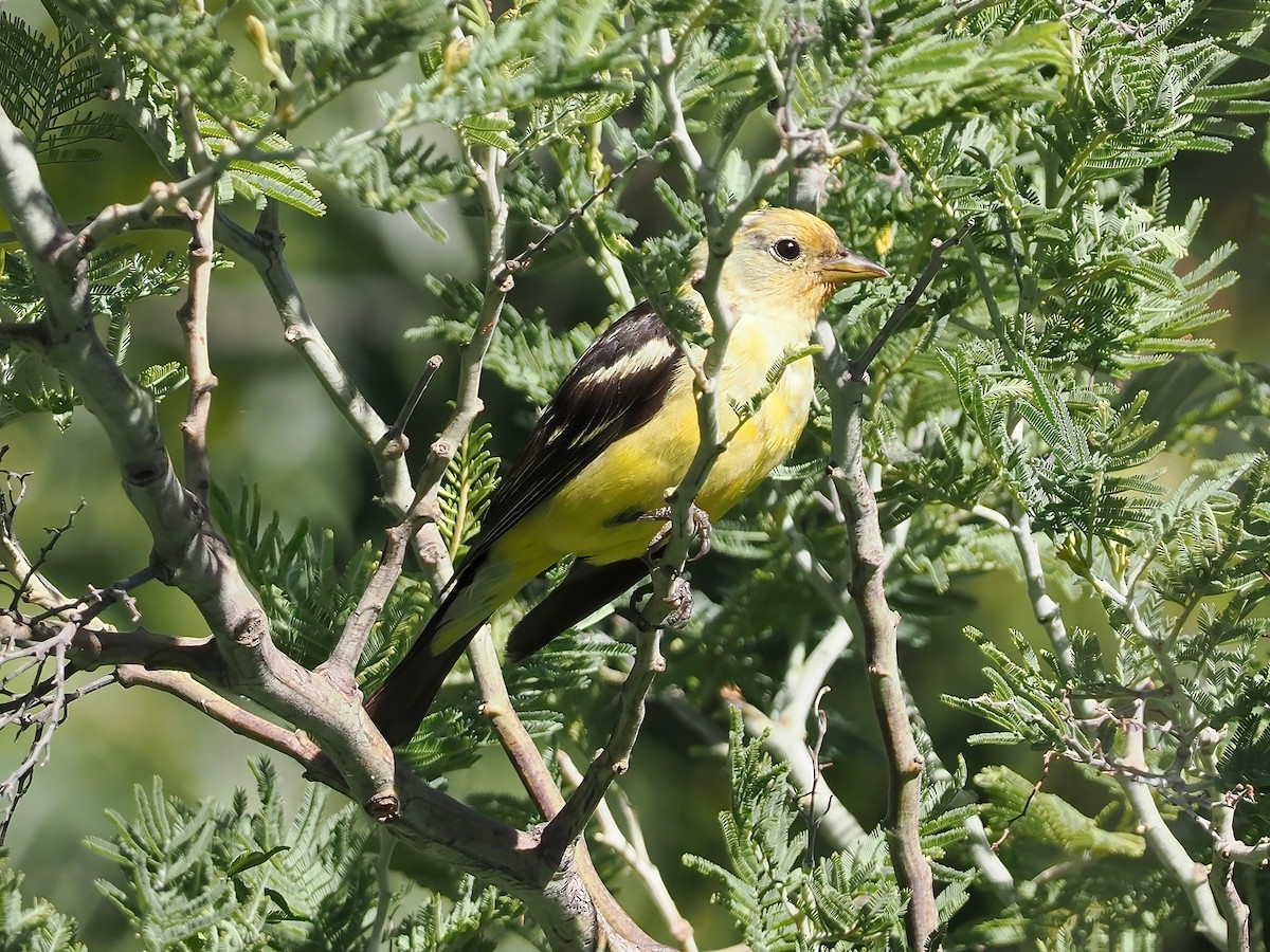 Western Tanager - ML476668851