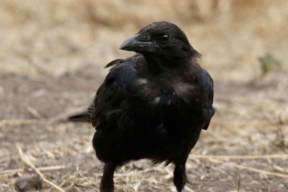 American Crow - ML476669791