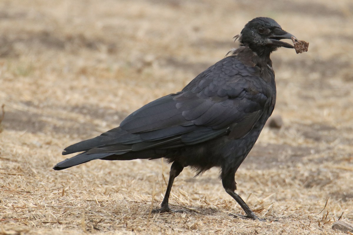 American Crow - ML476669801