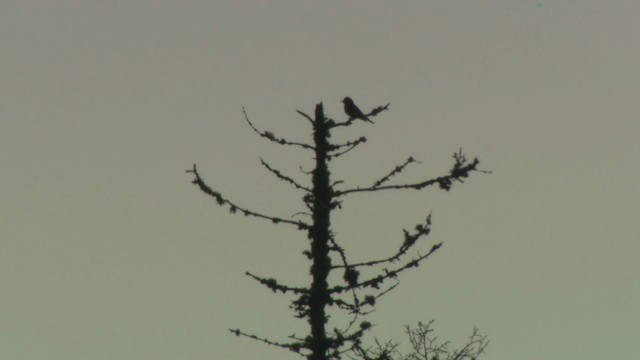 Olive-sided Flycatcher - ML476671