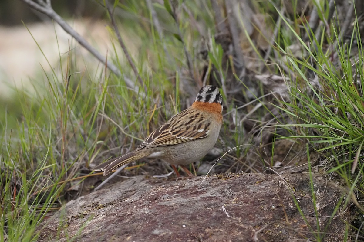 Rufous-collared Sparrow - ML476671781