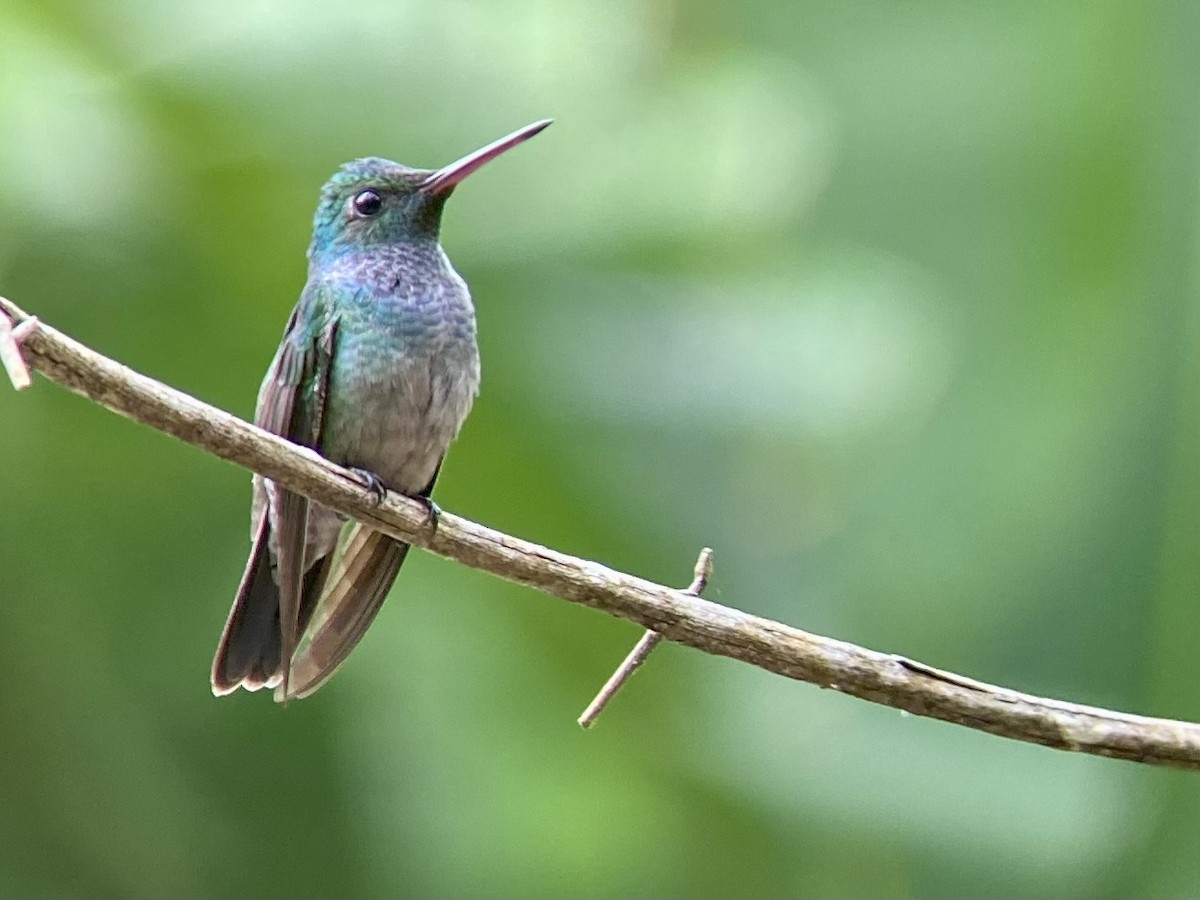 Blue-chested Hummingbird - Alex Cruz Jr 🦤