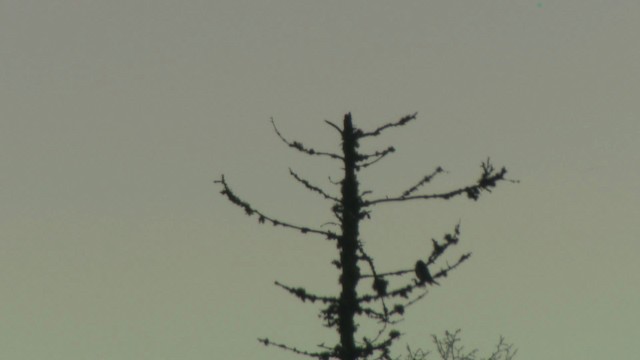 Olive-sided Flycatcher - ML476672