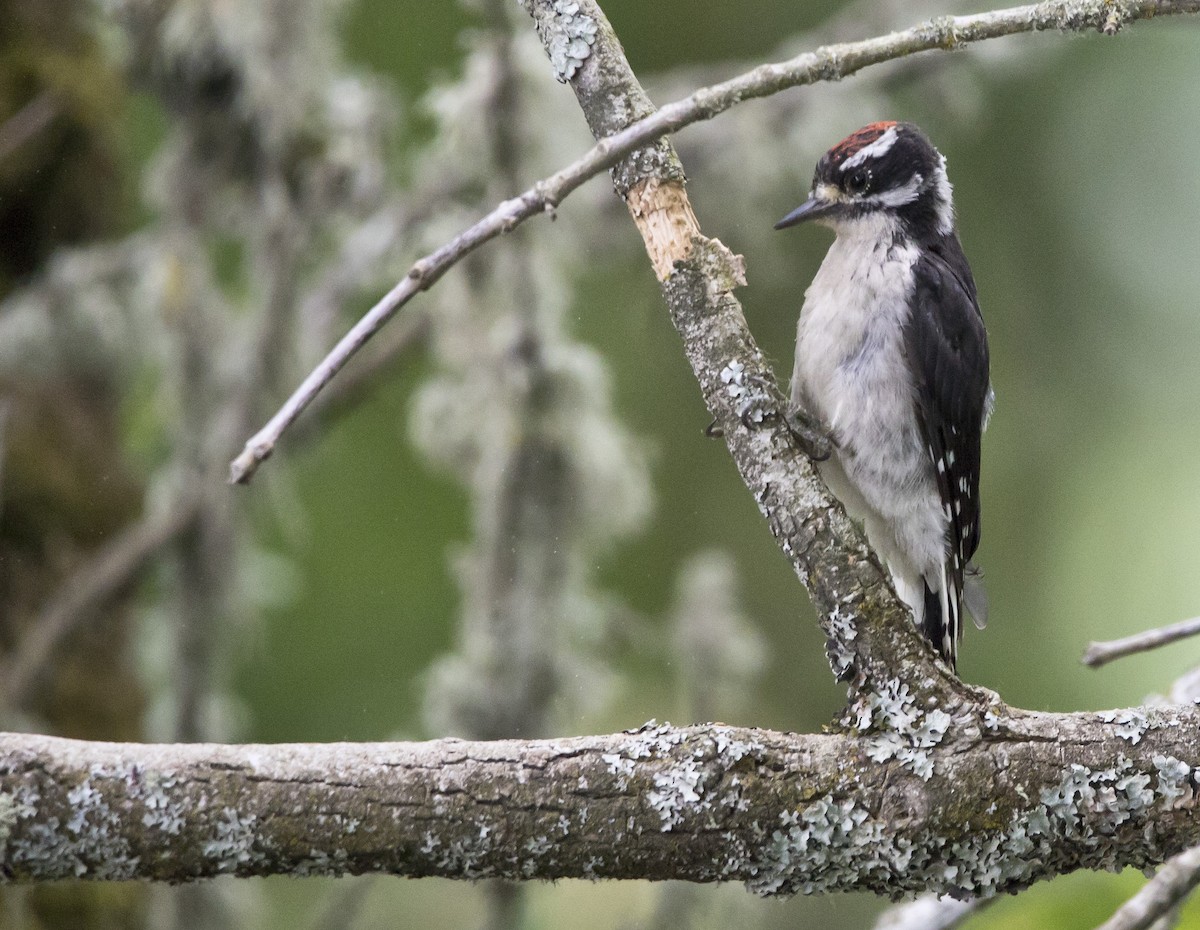 Downy Woodpecker (Pacific) - Brent Angelo