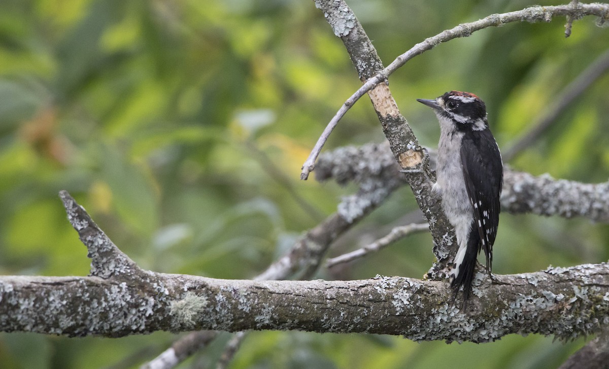 Downy Woodpecker (Pacific) - ML476672931