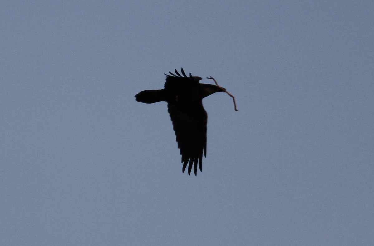 Common Raven - ML47667321