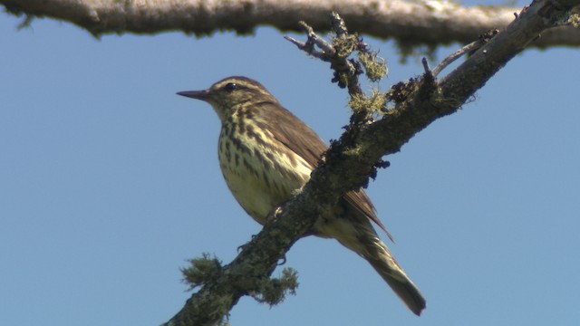 Northern Waterthrush - ML476674