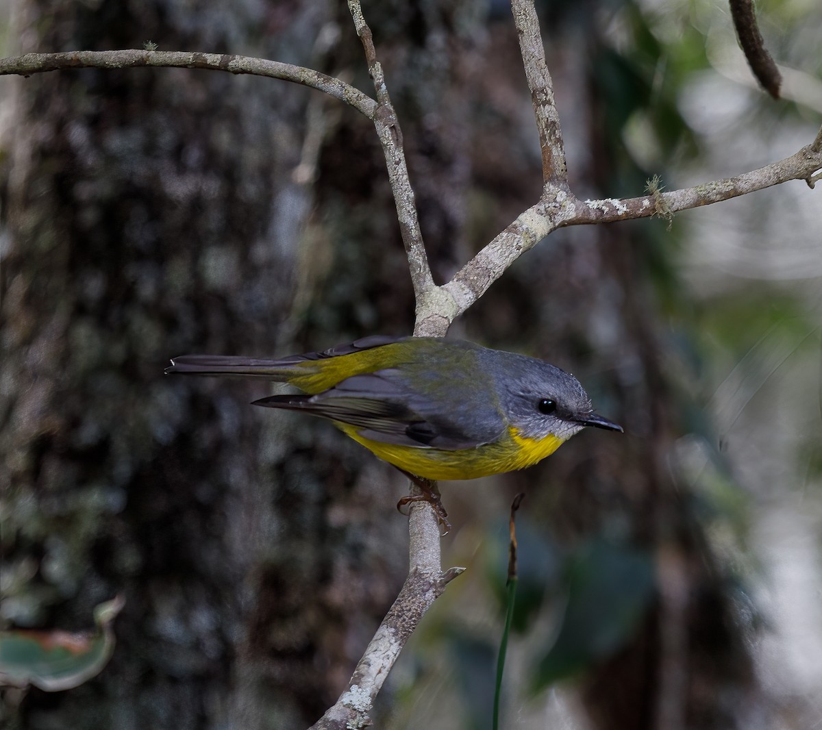 Eastern Yellow Robin - ML476674071