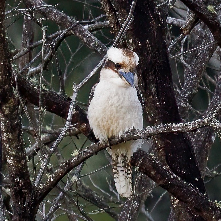 Laughing Kookaburra - ML476674311