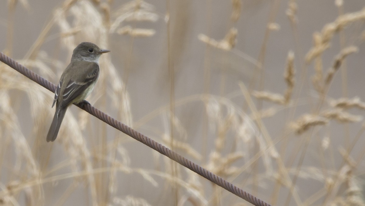 Western Wood-Pewee - ML476675161