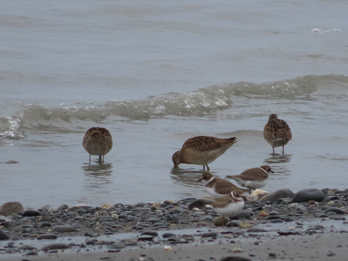 Semipalmated Plover - Laura Burke