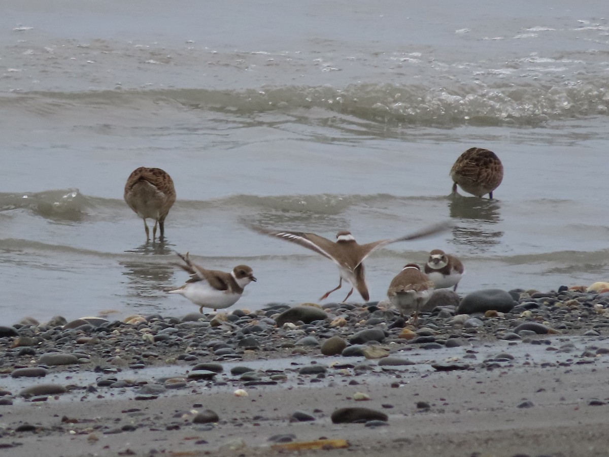 Semipalmated Plover - Laura Burke