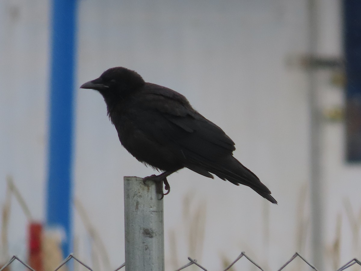 American Crow - Laura Burke