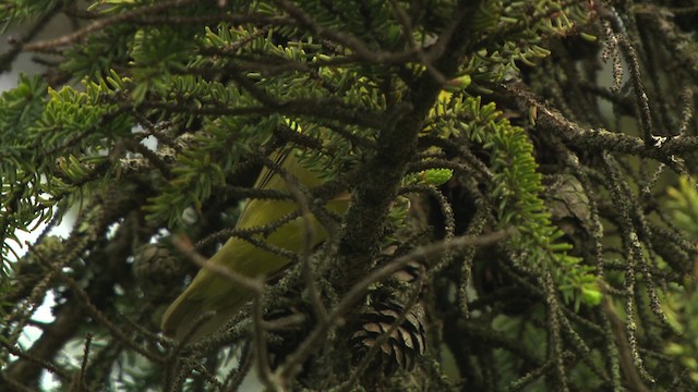 Connecticut Warbler - ML476677