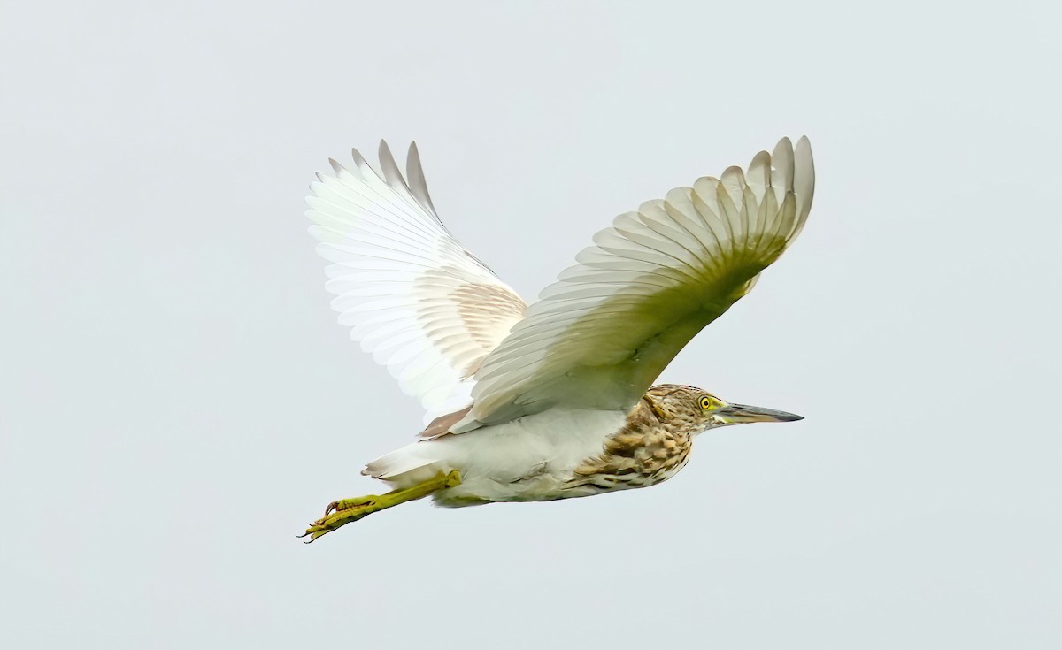 Indian Pond-Heron - ML476677121