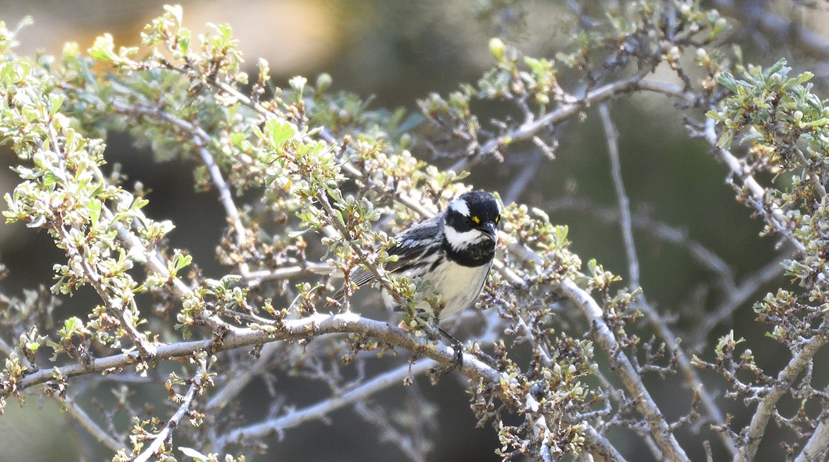 Black-throated Gray Warbler - ML476677561