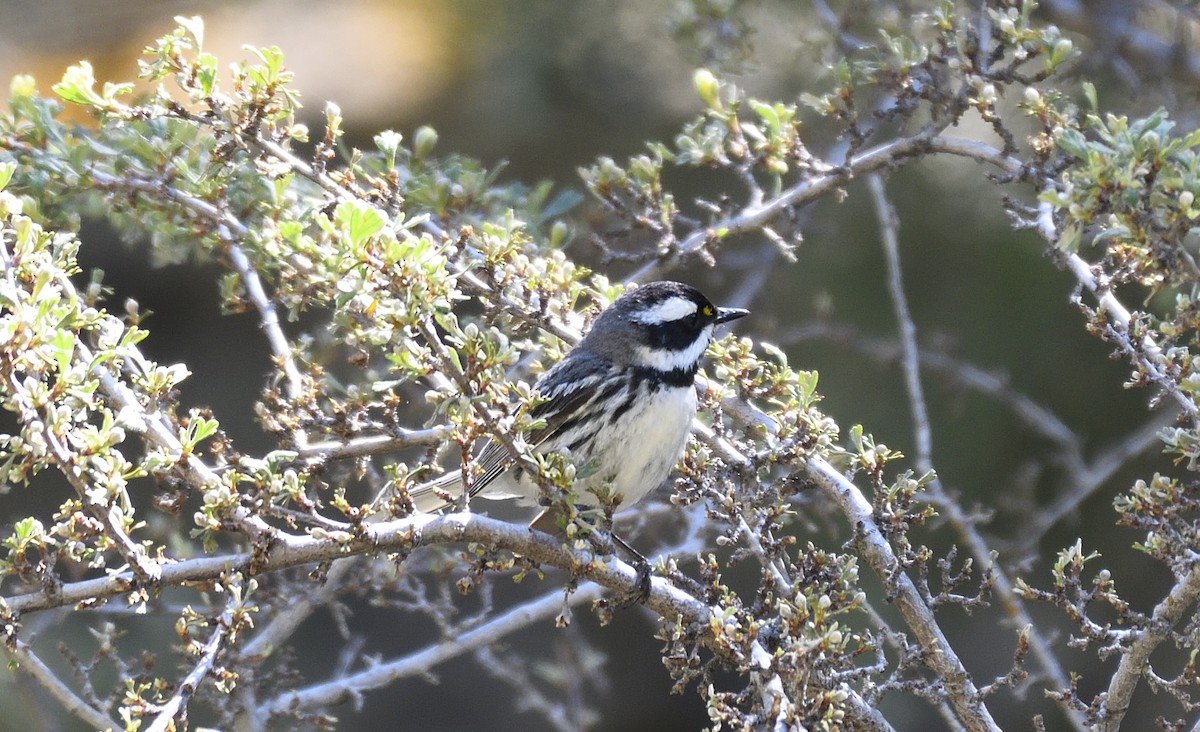 Black-throated Gray Warbler - ML476677571