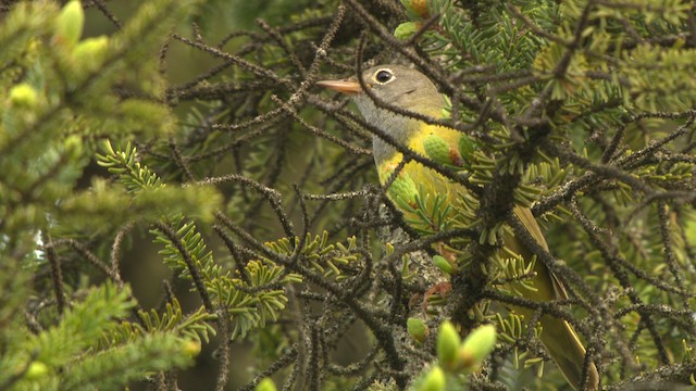 Connecticut Warbler - ML476678