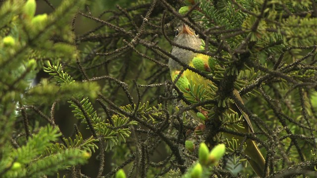 Connecticut Warbler - ML476679