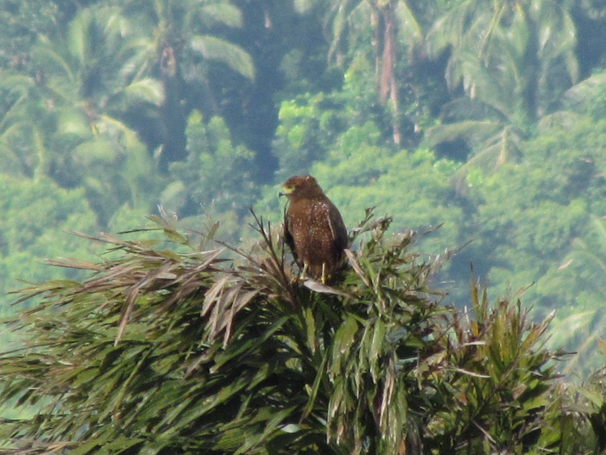 Philippine Serpent-Eagle - ML476679031