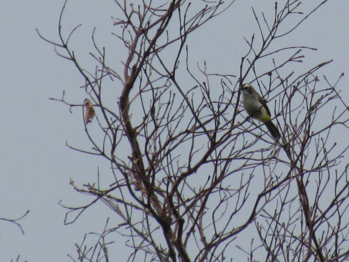 Yellow-vented Bulbul - Linda Gocon