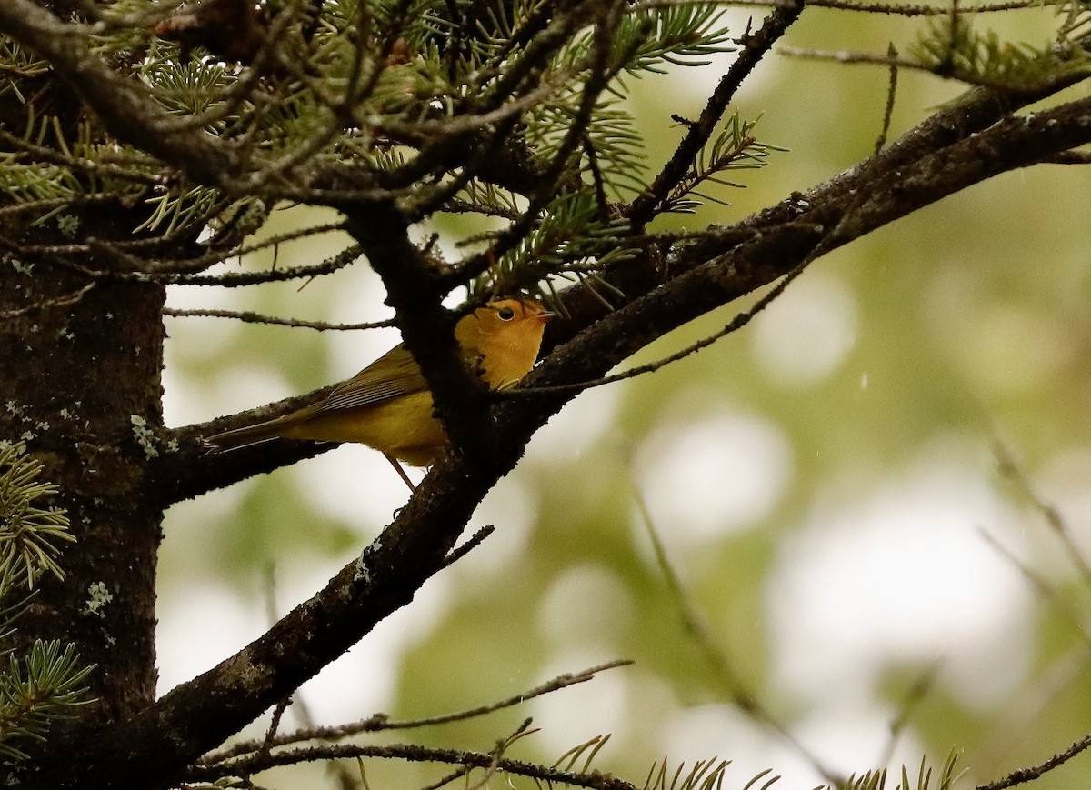 Wilson's Warbler - ML476680341