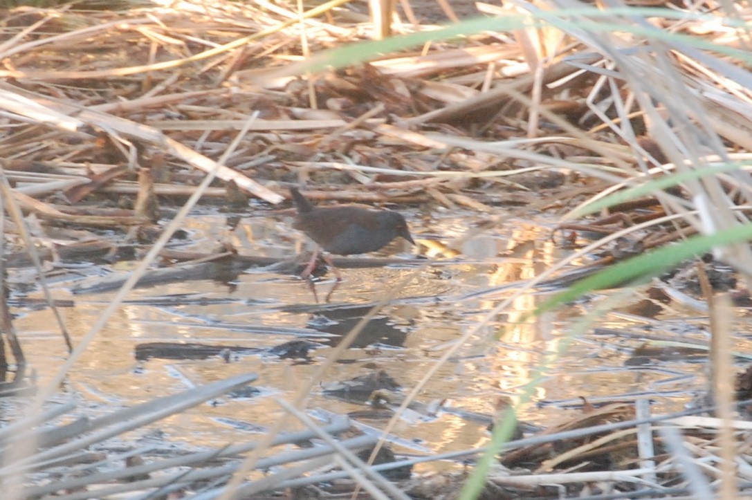 Spotless Crake - ML476680521