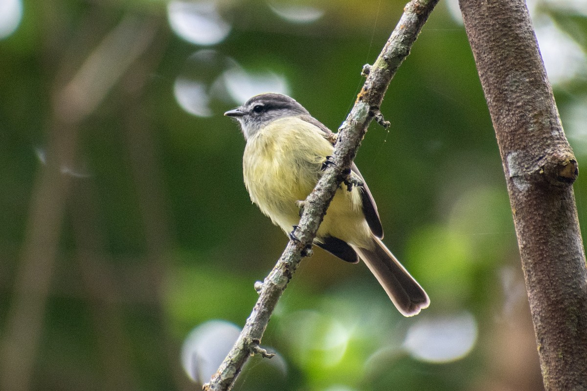 Sooty-headed Tyrannulet - ML476680671