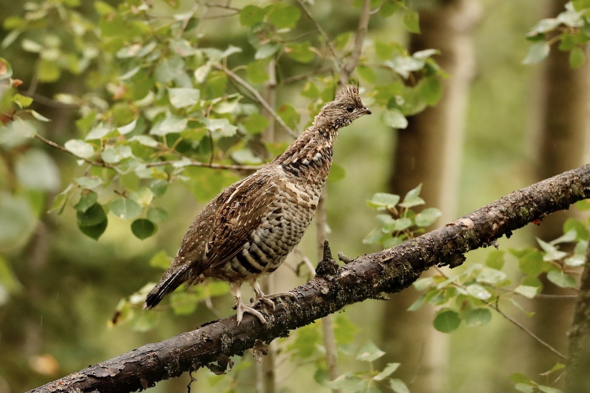 Ruffed Grouse - Jonathan  Kresge