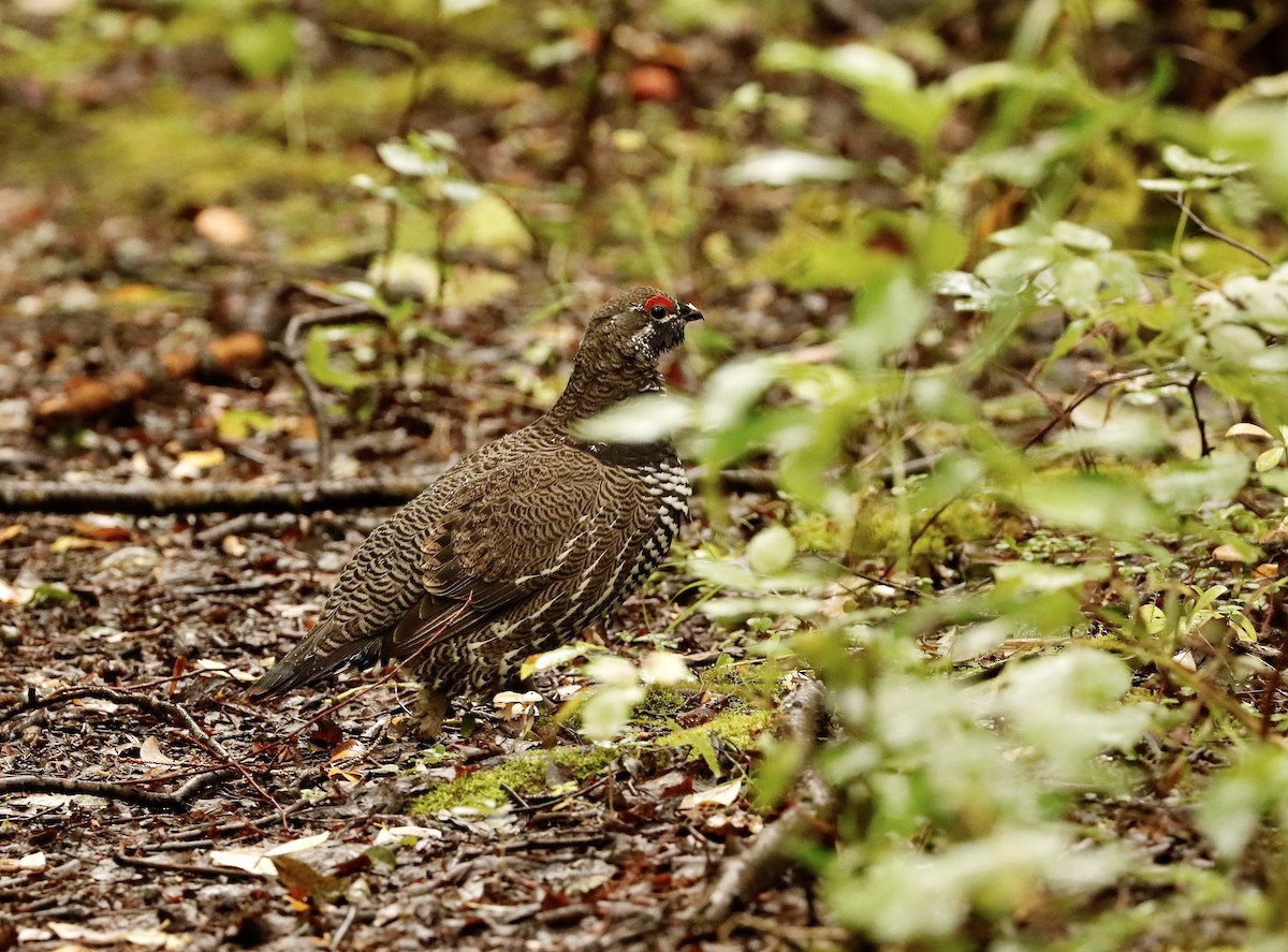 Spruce Grouse - ML476680911