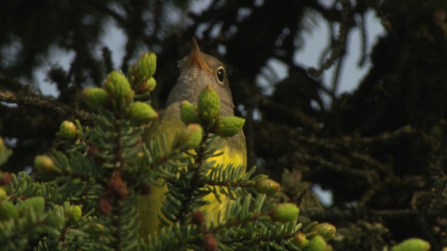 Connecticut Warbler - ML476681