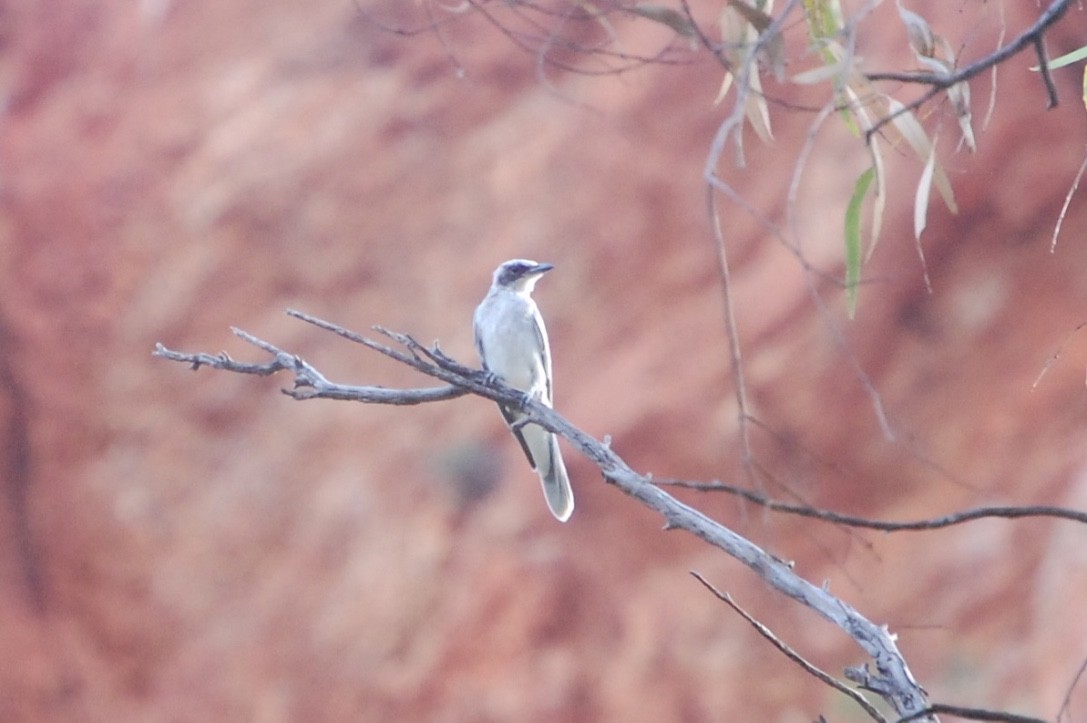 Black-faced Cuckooshrike - ML476681141