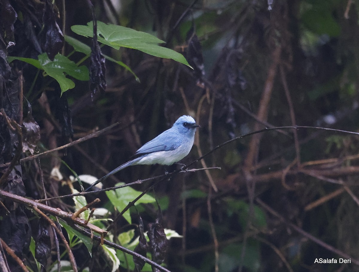 African Blue Flycatcher - Fanis Theofanopoulos (ASalafa Deri)