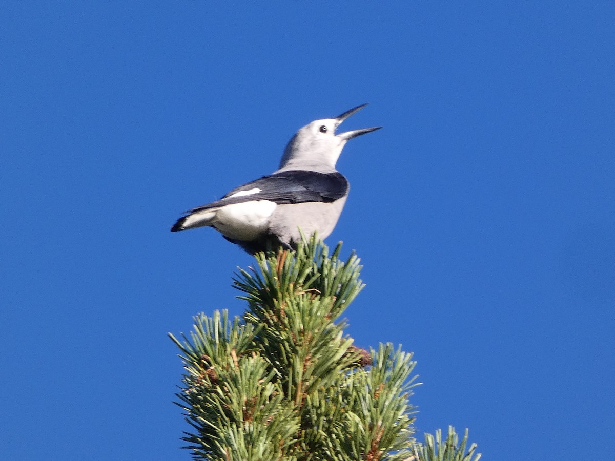 Clark's Nutcracker - Sara Boscoe