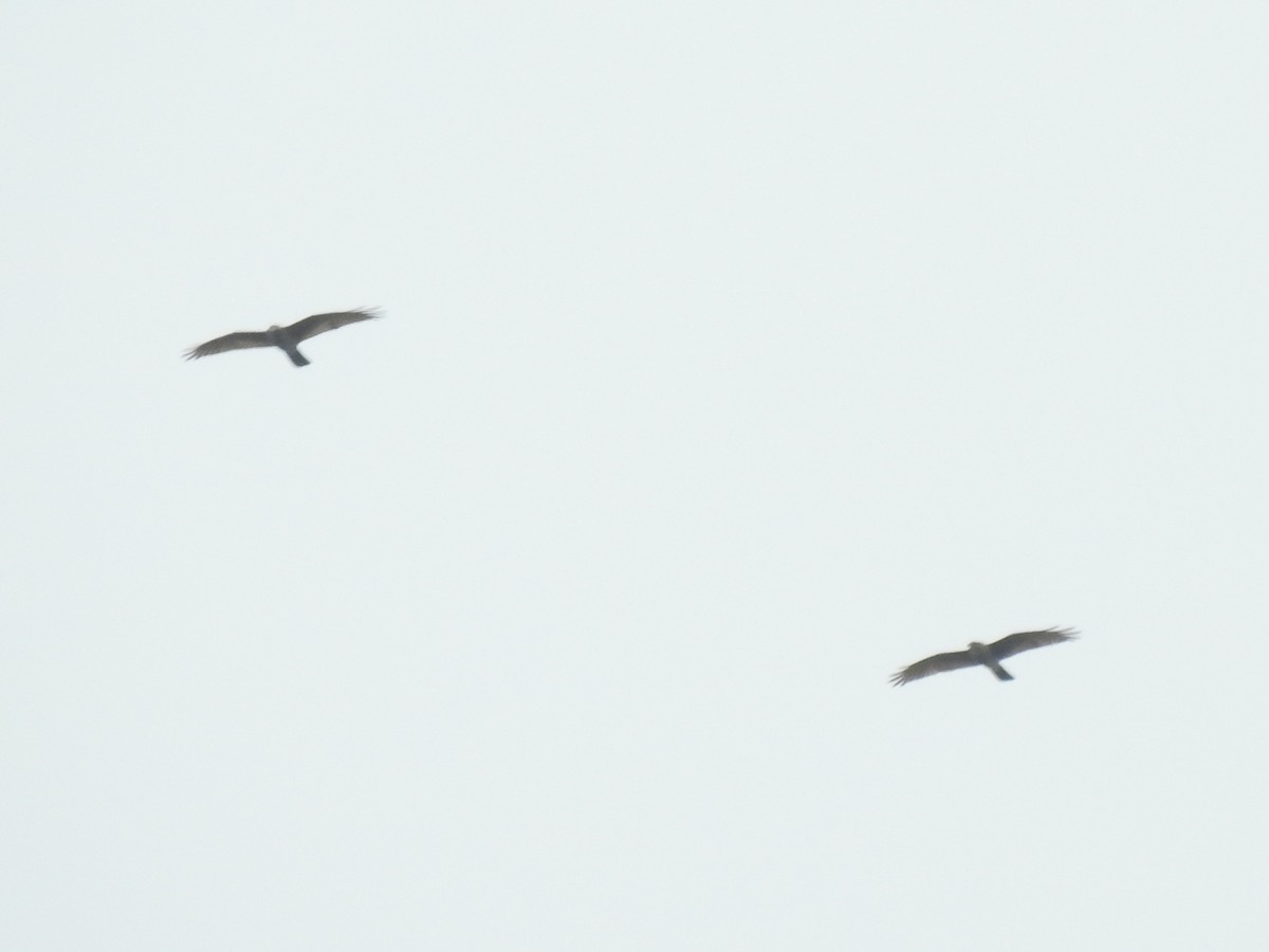 Gray-faced Buzzard - ML476683681