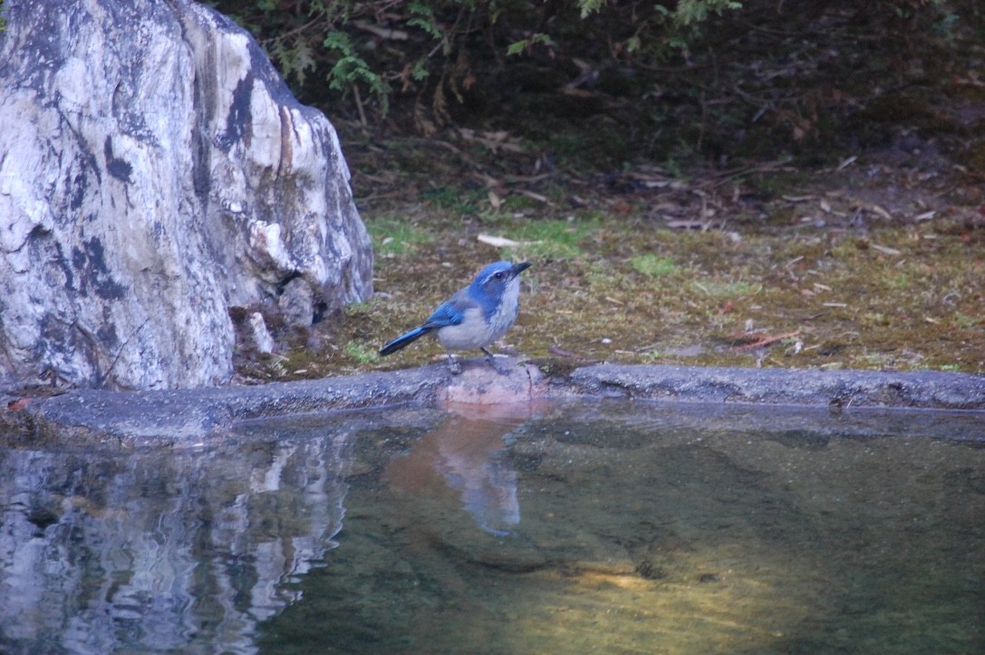 California Scrub-Jay - Bay Amelia Reeson