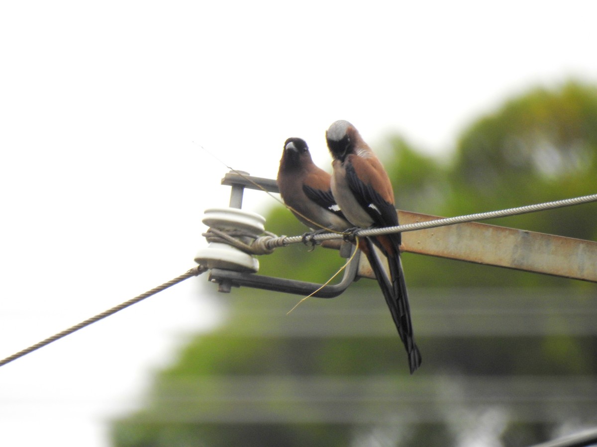 Gray Treepie - 仲翔 戴