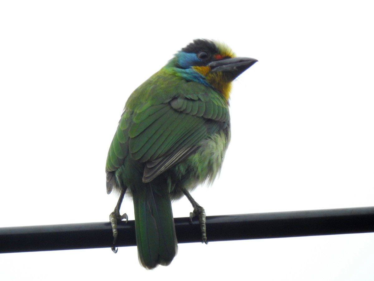 Taiwan Barbet - ML476686111