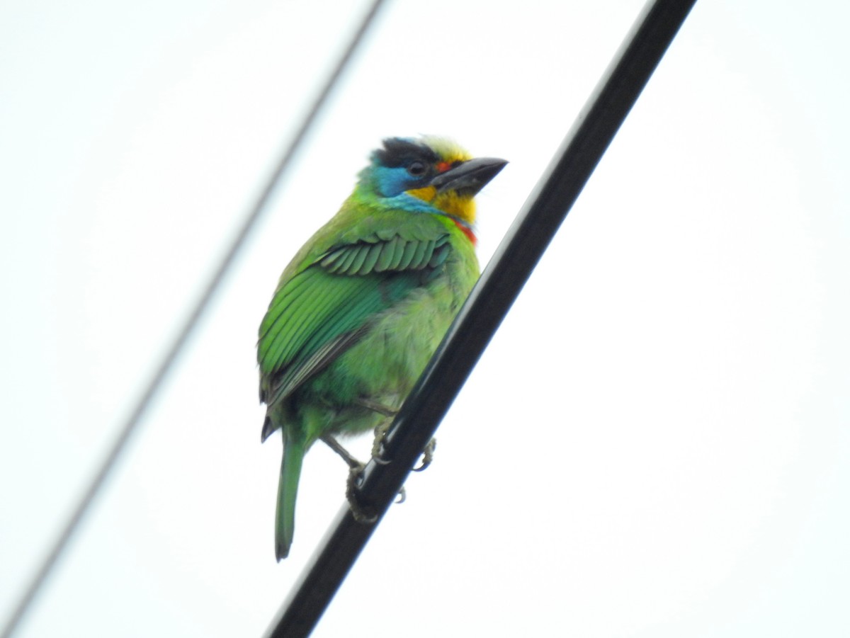 Taiwanbartvogel - ML476686141