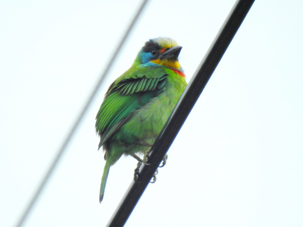 Taiwan Barbet - ML476686171