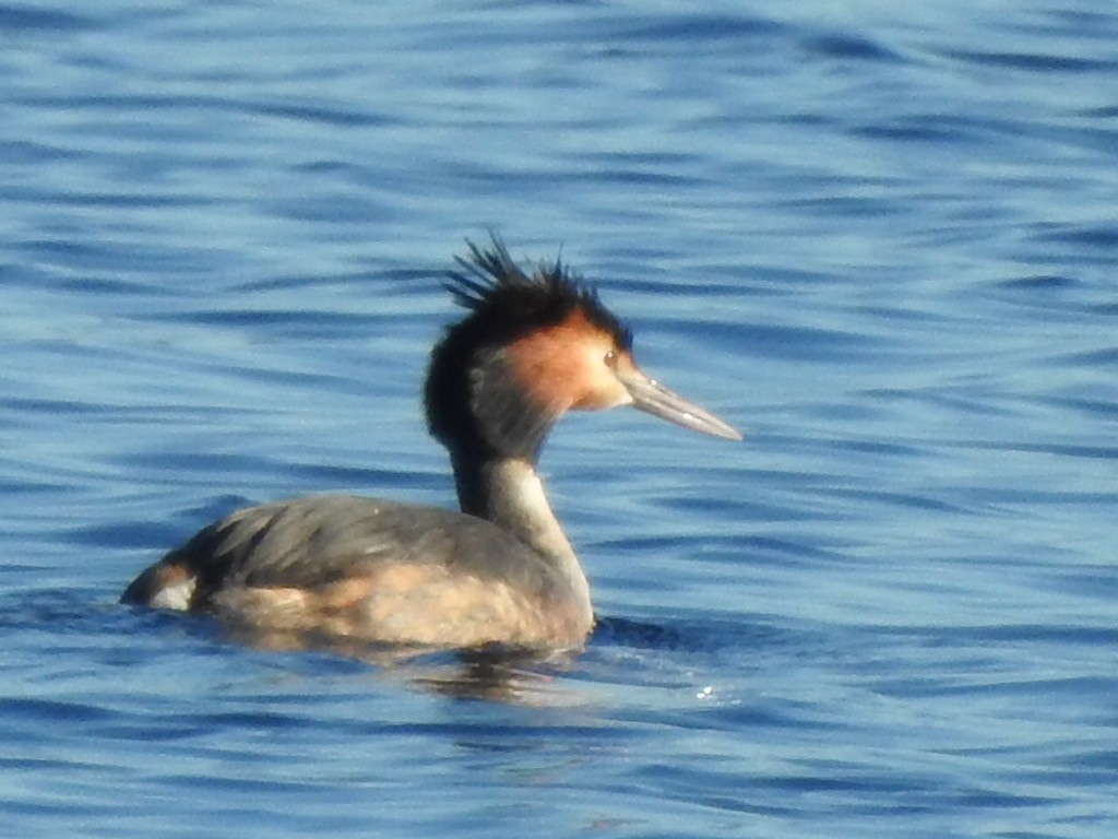 Great Crested Grebe - Scott Fox