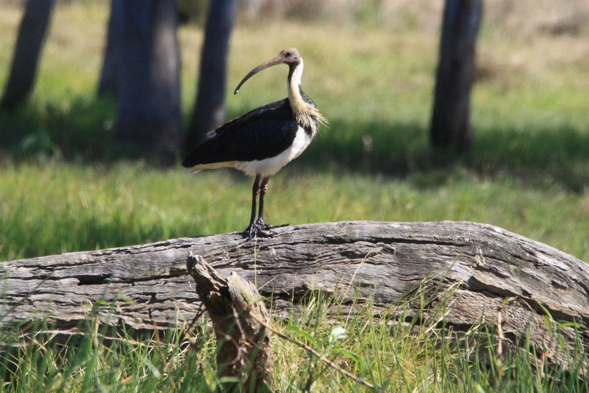 Straw-necked Ibis - ML476687981