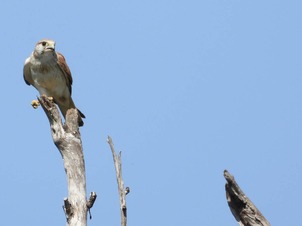 Nankeen Kestrel - ML476688541