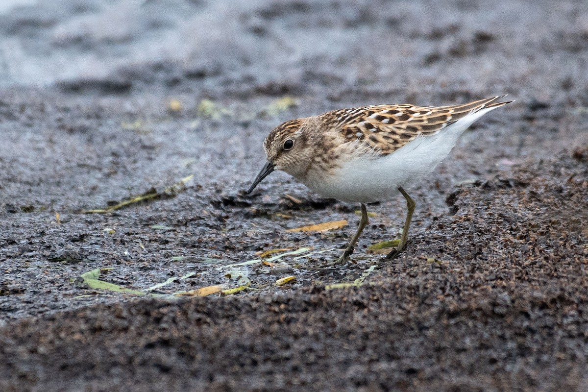 Semipalmated Sandpiper - ML476689101