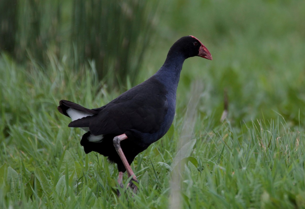 Australasian Swamphen - ML476689161