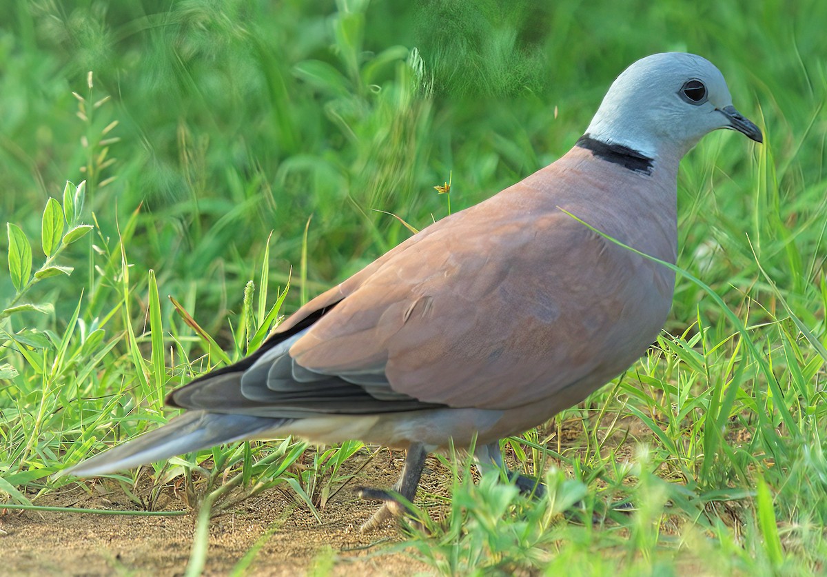 Red Collared-Dove - ML476689551